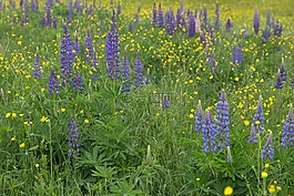 鮮花,草,lupines