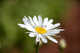 盛開,開花,雛菊