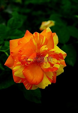 月季,花,植物