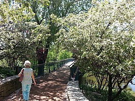 春,公園,橋