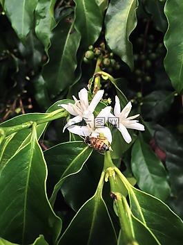 蜜蜂,花卉,咖啡