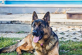 德國牧羊犬,狗,動物