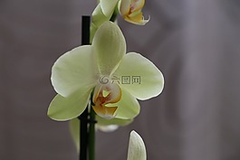 蘭花,花,開(kāi)花