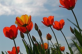 鮮花,郁金香,春天