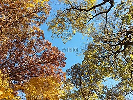 樹梢,秋,秋天