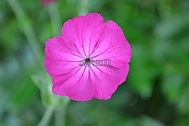 花,粉紅色,開花