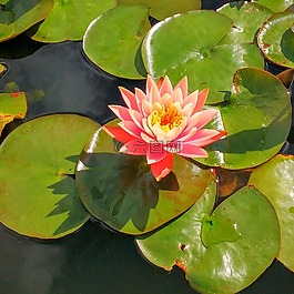 睡莲,百合,水