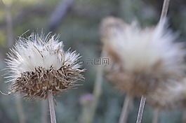 植物,性質(zhì),和平