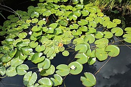 自然,戶外,池