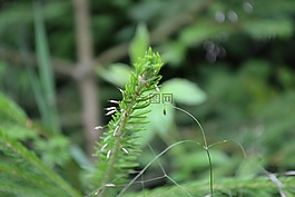 針,樹,針葉樹