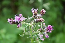 花,開花,薊