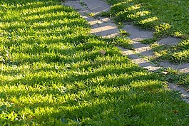 草坪,路徑,花園