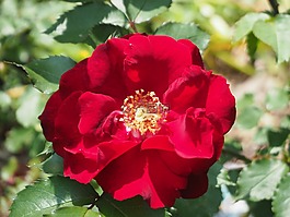 玫瑰,開花,紅玫瑰