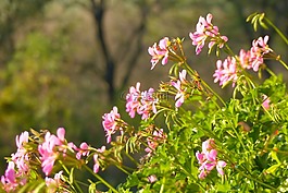 天竺葵,花卉,粉紅色