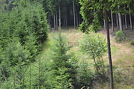 森林,性質(zhì),樹木