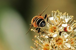 蜜蜂,開花,花粉