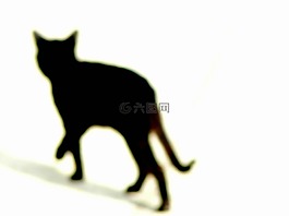 貓,動物,黑貓