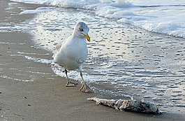 水域,海,鳥