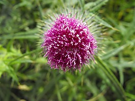 愛爾蘭,花,原野