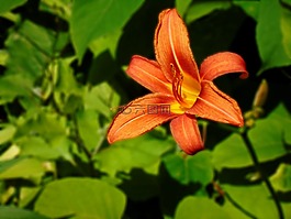 黃花菜,橙色,開(kāi)花