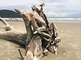 mar,海灘,地平線