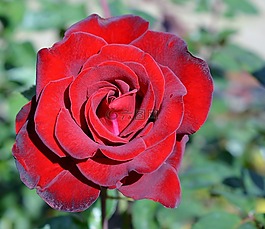 玫瑰,花,花瓣