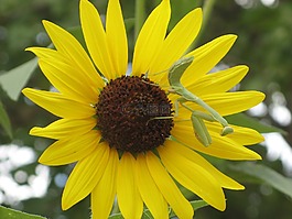 太陽花,螳螂,夏季
