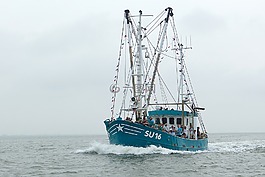 蝦,刀具,北海
