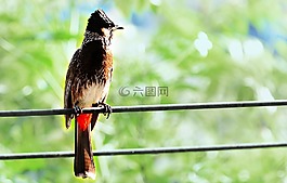 鳥,自然,綠色