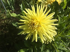 大丽花,仙人掌形式,ferncliff 森伯斯特