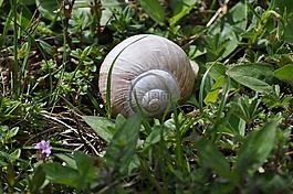 蝸牛,草地,殼