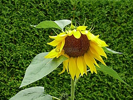 太陽花,開花,黃色
