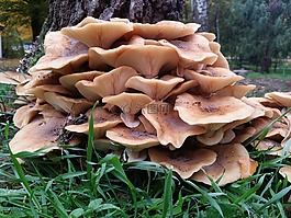 蘑菇,性質,草