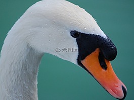 天鵝,靜音,頭