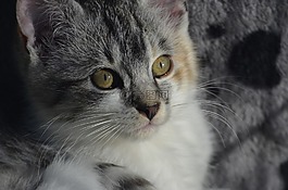 光,影子,猫