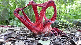 inktviszwam,蘑菇,秋季