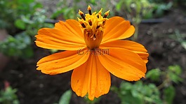 花,性質(zhì),春天的花朵