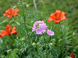 野生花卉,花,夏天