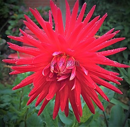 廠,嬌琴紗,花花園