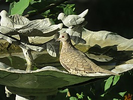 鳥(niǎo),關(guān)閉了,水缽