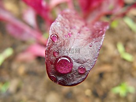 植物,蔬菜,水