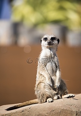 貓鼬,動(dòng)物園,野生動(dòng)物