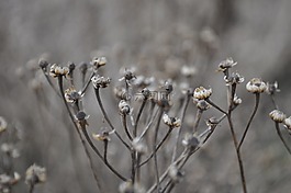 花,植物,性質(zhì)
