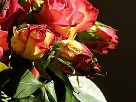 玫瑰,花束,花卉