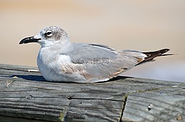 海鷗,鳥,休息
