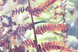 葉,植物,自然