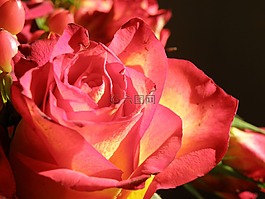 玫瑰,花,紅