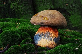 heksenboleet,蘑菇,buisjeszwam