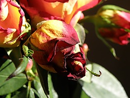 玫瑰,花,芽