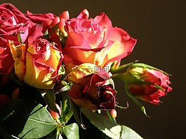 玫瑰,花束,花卉